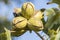 Ripe pecan nuts Carya illinoinensis on the tree