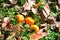 Ripe persimmon fruit in autumn garden. Kaki plum tree. Diospyros kaki Lycopersicum.