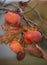 Ripe persimmon fruit on a tree in late autumn in Greece