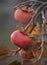 Ripe persimmon fruit on a tree in late autumn in Greece