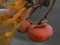 Ripe persimmon fruit on a tree in late autumn in Greece