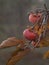 Ripe persimmon fruit on a tree in late autumn in Greece