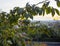 Ripe persimmon fruits on a tree in Rome overlooking St Peter`s Cathedral in the background