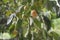 Ripe persimmons close up at Persimmon tree