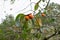 Ripe persimmons fruit on the tree part 5