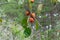 Ripe persimmons fruit on the tree part 6