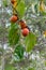 Ripe persimmons fruit on the tree part 8