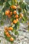 Ripe persimmons hang all over the branches
