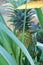 ripe pineapple on a bush among green leaves in a natural environment