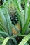 ripe pineapple on a bush among green leaves in a natural environment