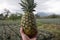 Ripe Pineapple freshly picked in Costa Rica