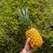 Ripe pineapple in hand on a background of green hedge