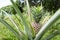 Ripe pineapple plant