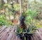 Ripe pineapple and spigot stuck around the result, laid on an old bamboo table