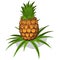 Ripe pineapple. Vector icon tropical fruit