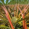 Ripe pineapples growing on the bush