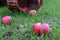 A ripe pink Apple lies on the ground in the garden against the background of a wicker basket, close - up-the concept of collecting