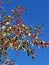 Ripe pink apples on the tree and blue sky in september