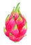 Ripe, pink dragon fruit, juicy illustration.
