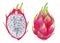 Ripe, pink dragon fruit, whole and cut, juicy illustration.