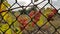 Ripe pink grapes are hanging from old rusty wire mesh fence with golden sunlight and blurred landscape on background.