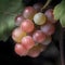 Ripe pink grapes in vineyard growing naturally, pink grapes on vine in garden, generative AI