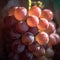 Ripe pink grapes in vineyard growing naturally, pink grapes on vine in garden, generative AI