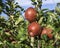 Ripe pink lady apples variety on a apple tree at South Tyrol in Italy. Harvest time