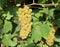 Ripe Pinot Blanc bunch hanging on vine