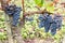 Ripe Pinot Noir grapes with autumnal vine leaves in bordeaux wine St Emilion