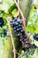 Ripe pinot noir grapes hanging on grapevines