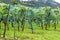 Ripe pinot noir grapes hanging on grapevines covered b a blue net