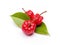 Ripe Pitanga fruit - Surinam cherry - Brazilian cherry - French cherry - Cayenne cherry - Florida cherry - Exotic tropical