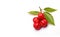 Ripe Pitanga Fruit - Surinam Cherry - Exotic Delight. White background banner.