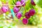 Ripe plum on the branches of a plum tree on a sunny august summer day.