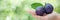 Ripe plum held in hand, selecting plums with blurred background, copy space available