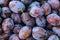 Ripe plums. Close up of fresh plums, top view. Macro photo food fruit plums. Texture background of fresh blue plums. Image fruit