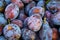 Ripe plums. Close up of fresh plums, top view. Macro photo food fruit plums. Texture background of fresh blue plums. Image fruit
