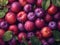 ripe plums fruit background closeup