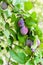 Ripe plums on a tree branch in the orchard