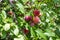 Ripe plums on a tree with bright green leaves and blurred fruit