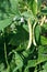 Ripe pods of string bean plant in garden