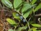 Almost ripe poison berries of polygonatum odoratum, angular Solomon`s seal, macro, selective focus