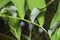 Almost ripe poison berries of polygonatum odoratum, angular Solomon`s seal, macro, selective focus