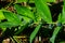 Almost ripe poison berries of polygonatum odoratum or angular Solomon`s seal, macro, selective focus, shallow DOF