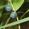 Almost ripe poison berries of polygonatum odoratum, angular Solomon`s seal, macro, selective focus, shallow DOF