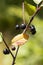 Ripe poisonous buckthorn berries Rhamnus frangula close-up