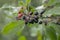 Ripe poisonous buckthorn berries Rhamnus frangula close-up. Macro