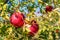 Ripe pomegranade on the tree