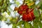 Ripe pomegranate fruit on a branch close-up cracked with seeds on a green park background